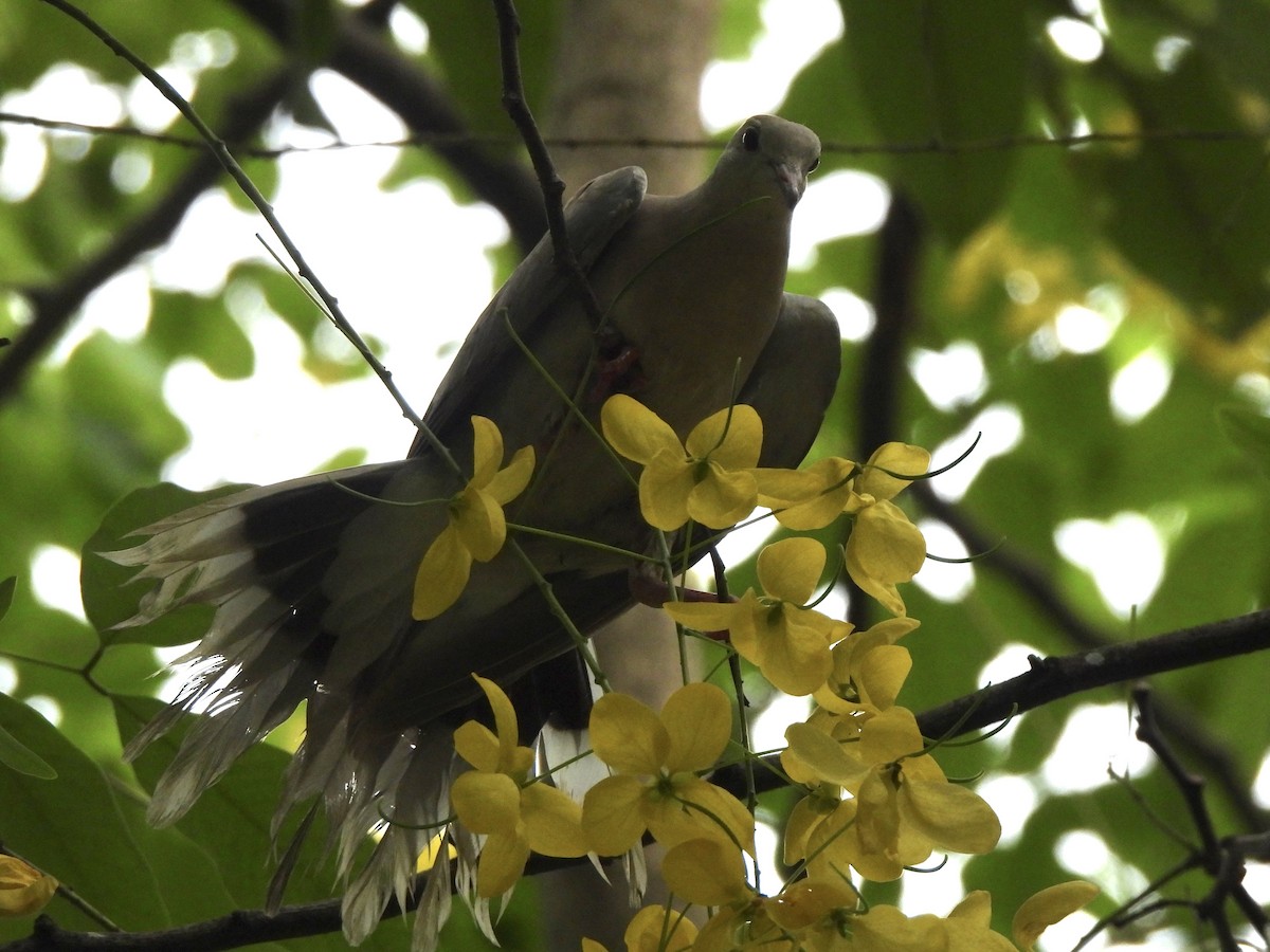 Red Collared-Dove - Adrián Colino Barea