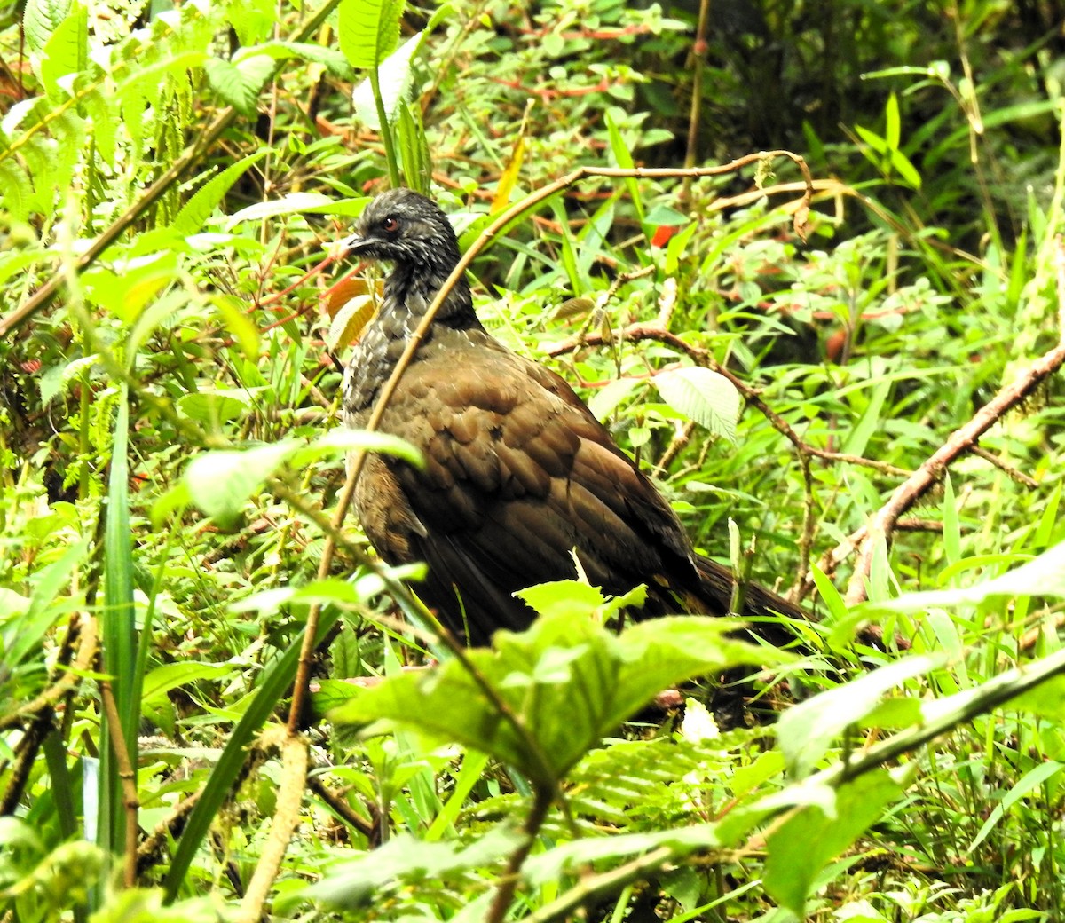 Andean Guan - ML623948777