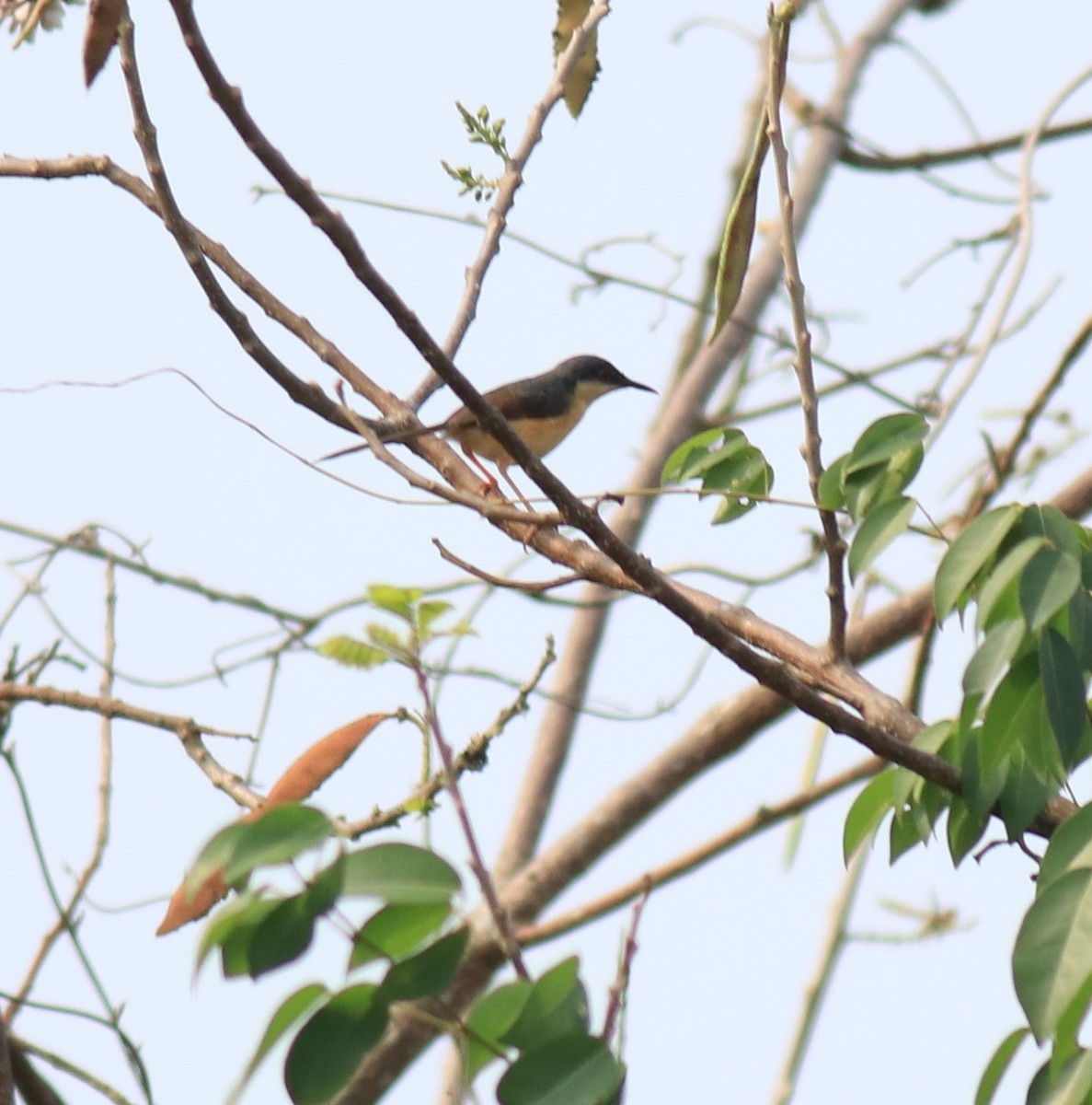 Ashy Prinia - ML623948779