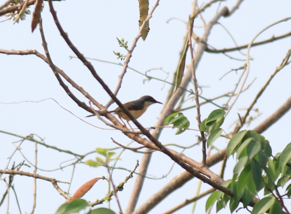 Ashy Prinia - ML623948780