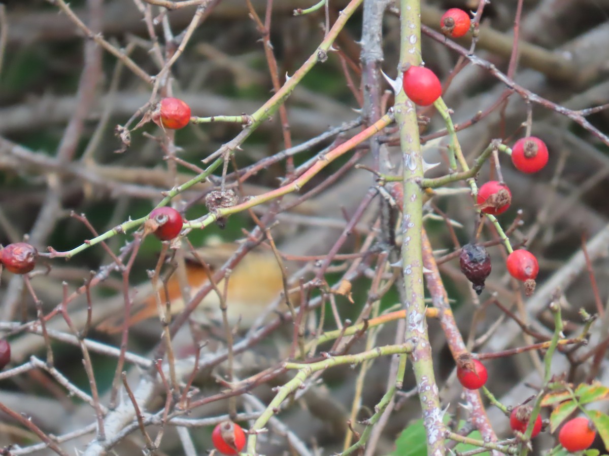 Common Redstart - ML623948788