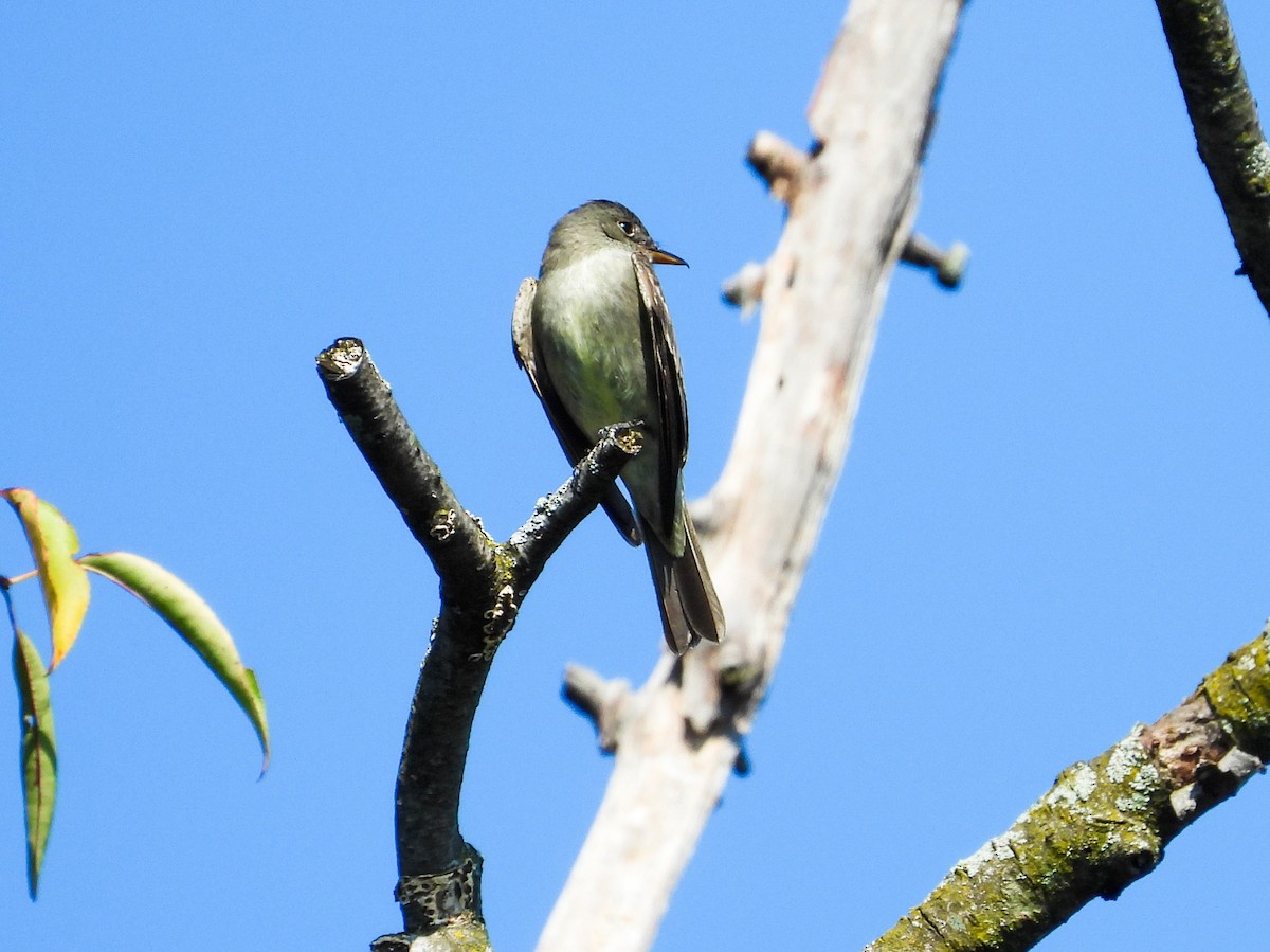 Eastern Wood-Pewee - ML623948793