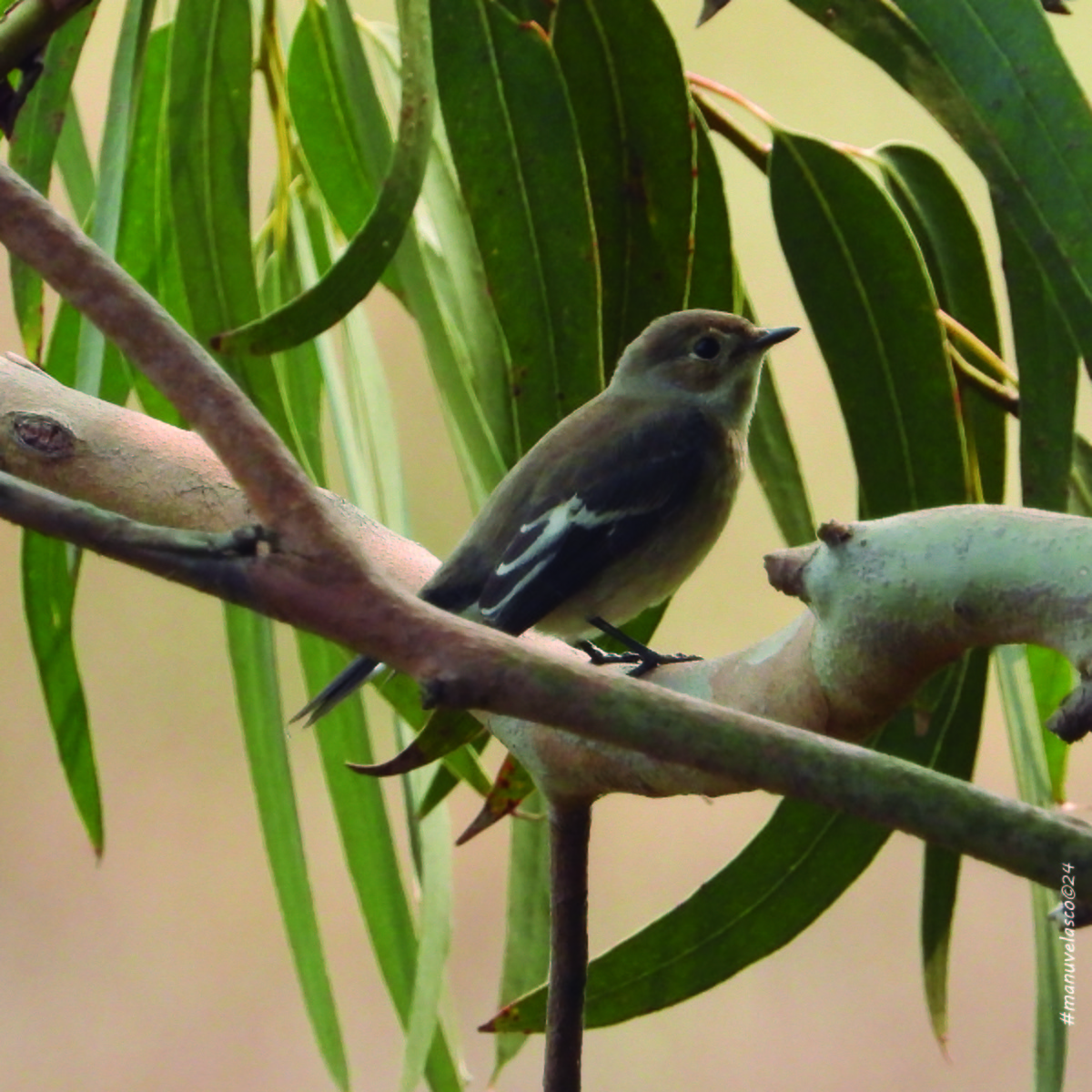 European Pied Flycatcher - ML623948798