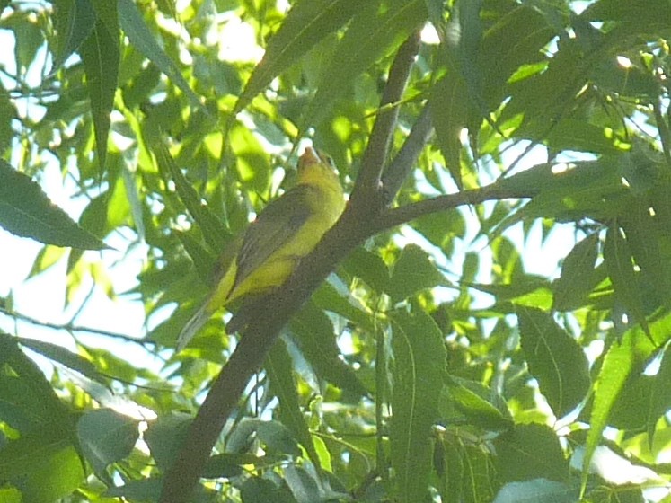 Piranga Escarlata - ML623948813