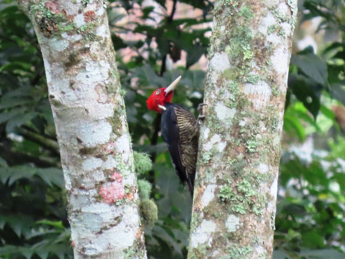 Pale-billed Woodpecker - ML623948815