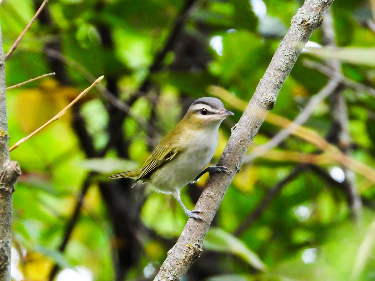 Vireo occhirossi - ML623948817