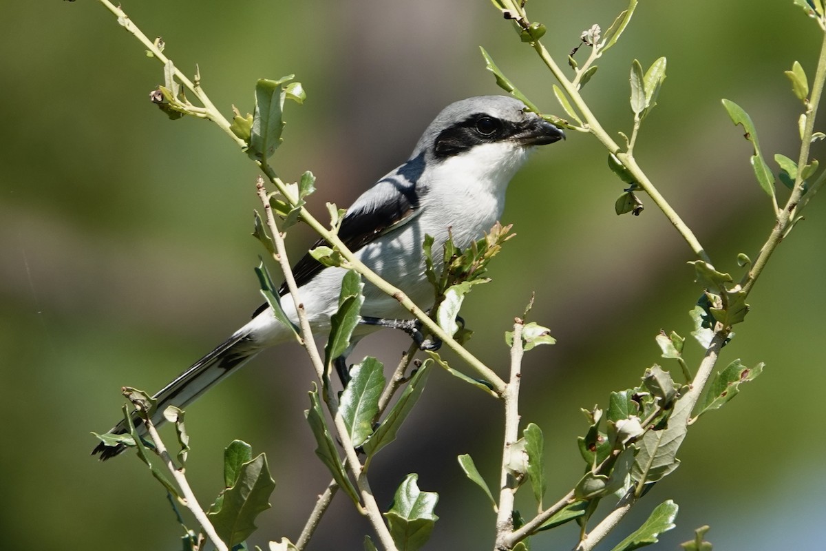 Loggerhead Shrike - ML623948818