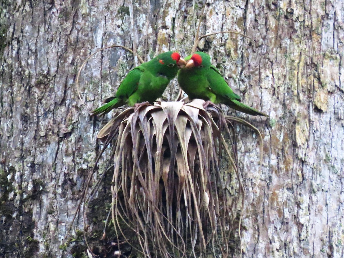 Crimson-fronted Parakeet - ML623948819