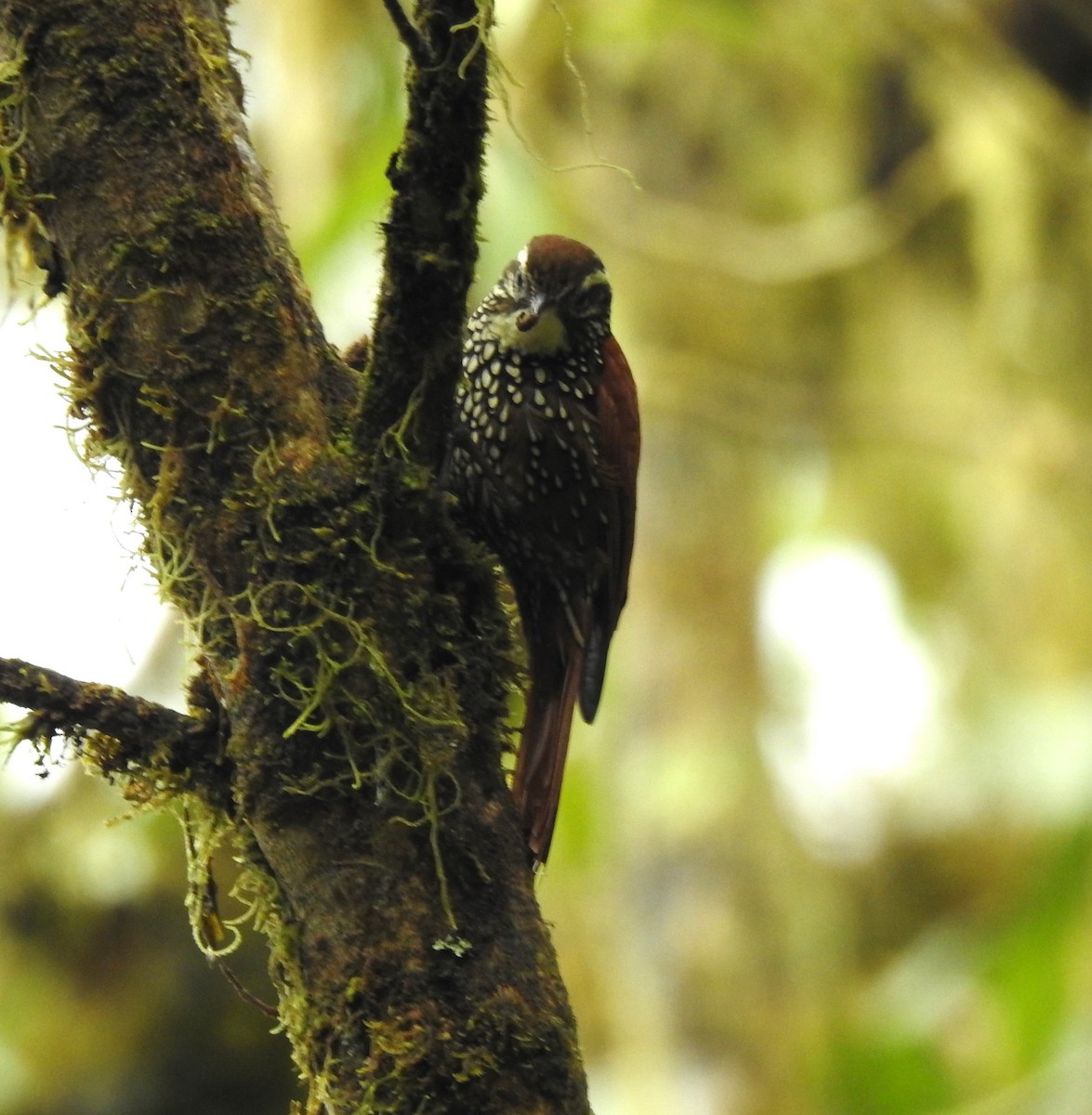 Pearled Treerunner - Albeiro Erazo Farfán