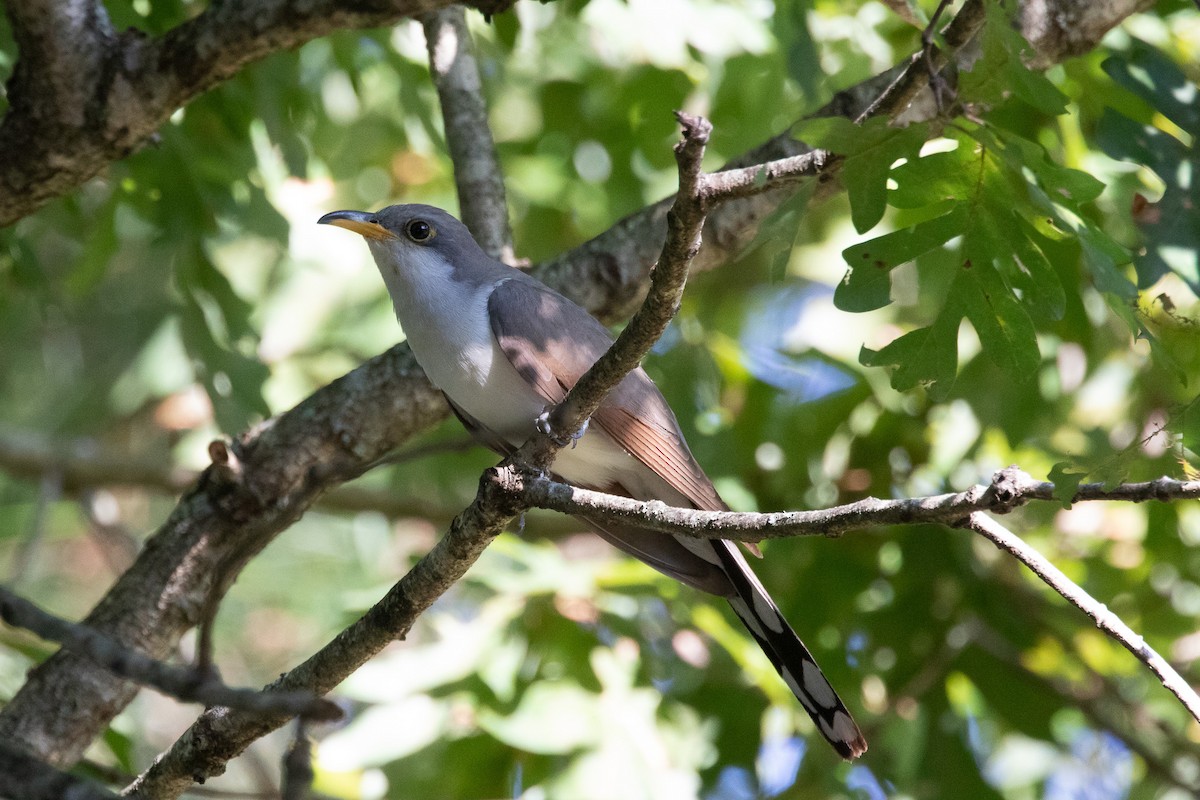 Cuclillo Piquigualdo - ML623948827