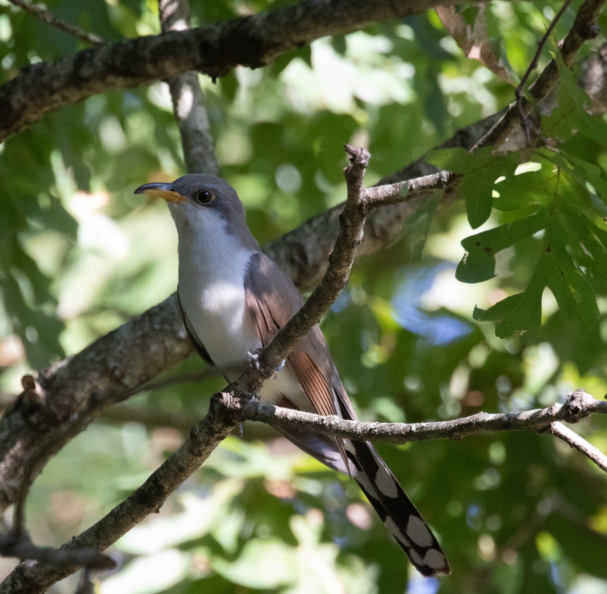 Cuclillo Piquigualdo - ML623948828