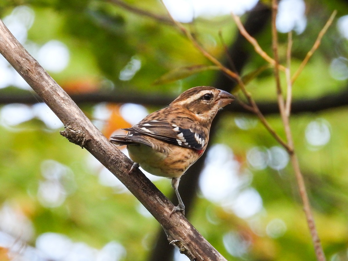 Rose-breasted Grosbeak - ML623948837