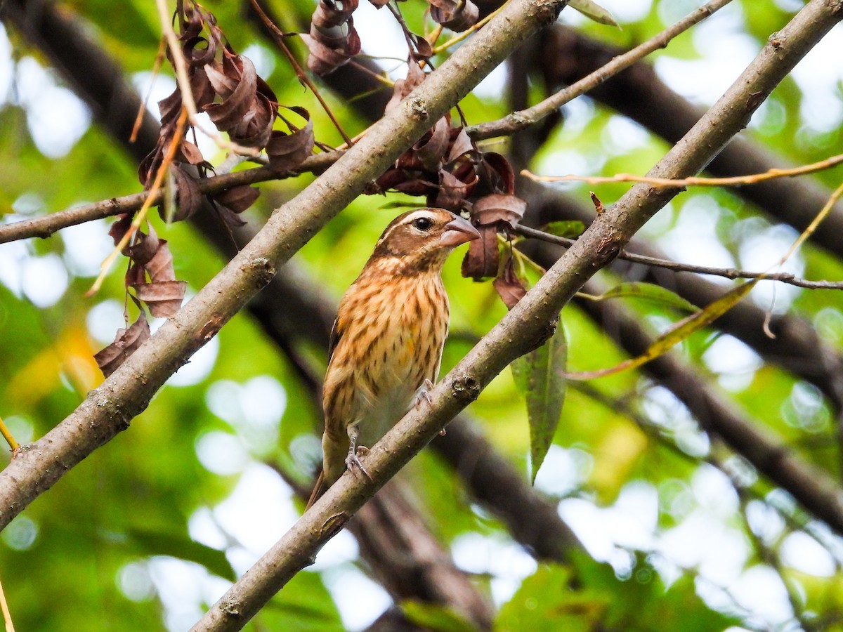 Rose-breasted Grosbeak - ML623948838