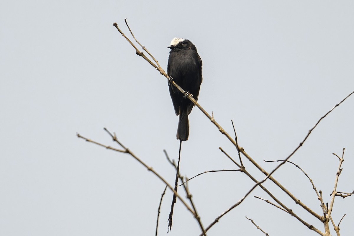 Long-tailed Tyrant - ML623948866