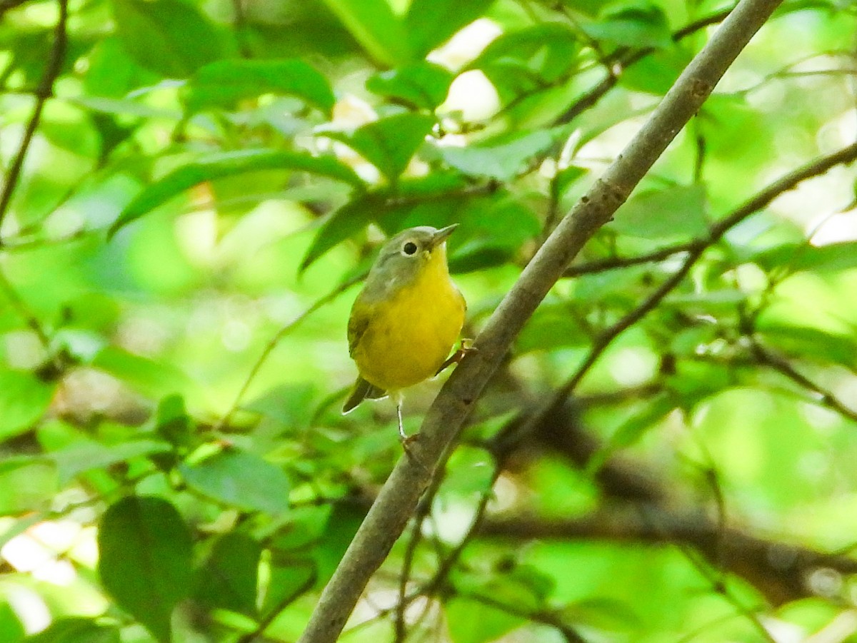 Nashville Warbler - ML623948867