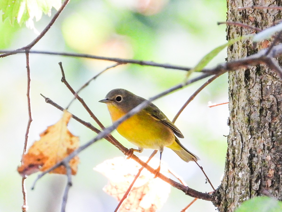 Nashville Warbler - ML623948869