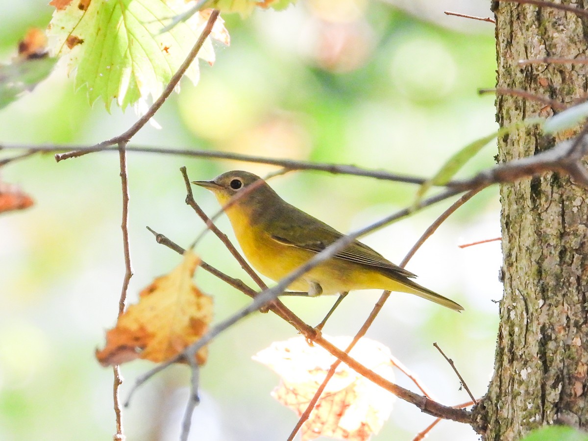 Nashville Warbler - ML623948870