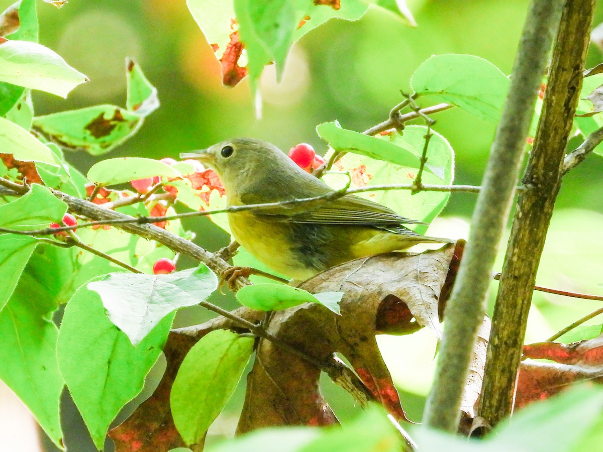 Nashville Warbler - Haley Gottardo