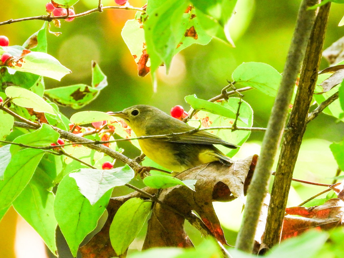 Nashville Warbler - ML623948872