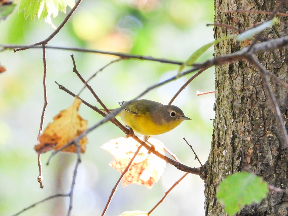 Nashville Warbler - ML623948873