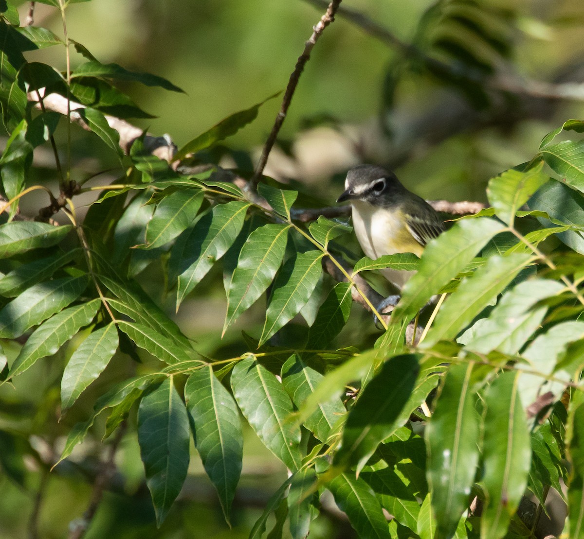 Blue-headed Vireo - Jack Bruce