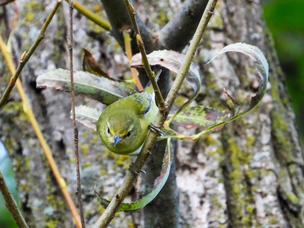 Tennessee Warbler - ML623948884