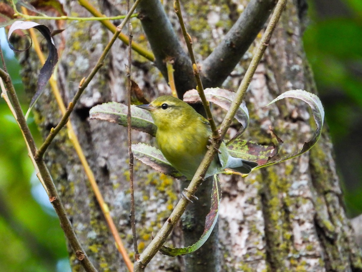 Tennessee Warbler - ML623948885