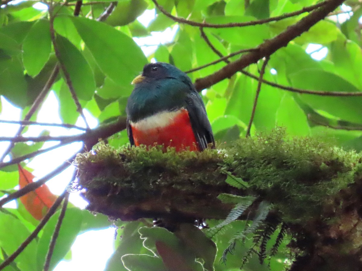 Collared Trogon - ML623948886