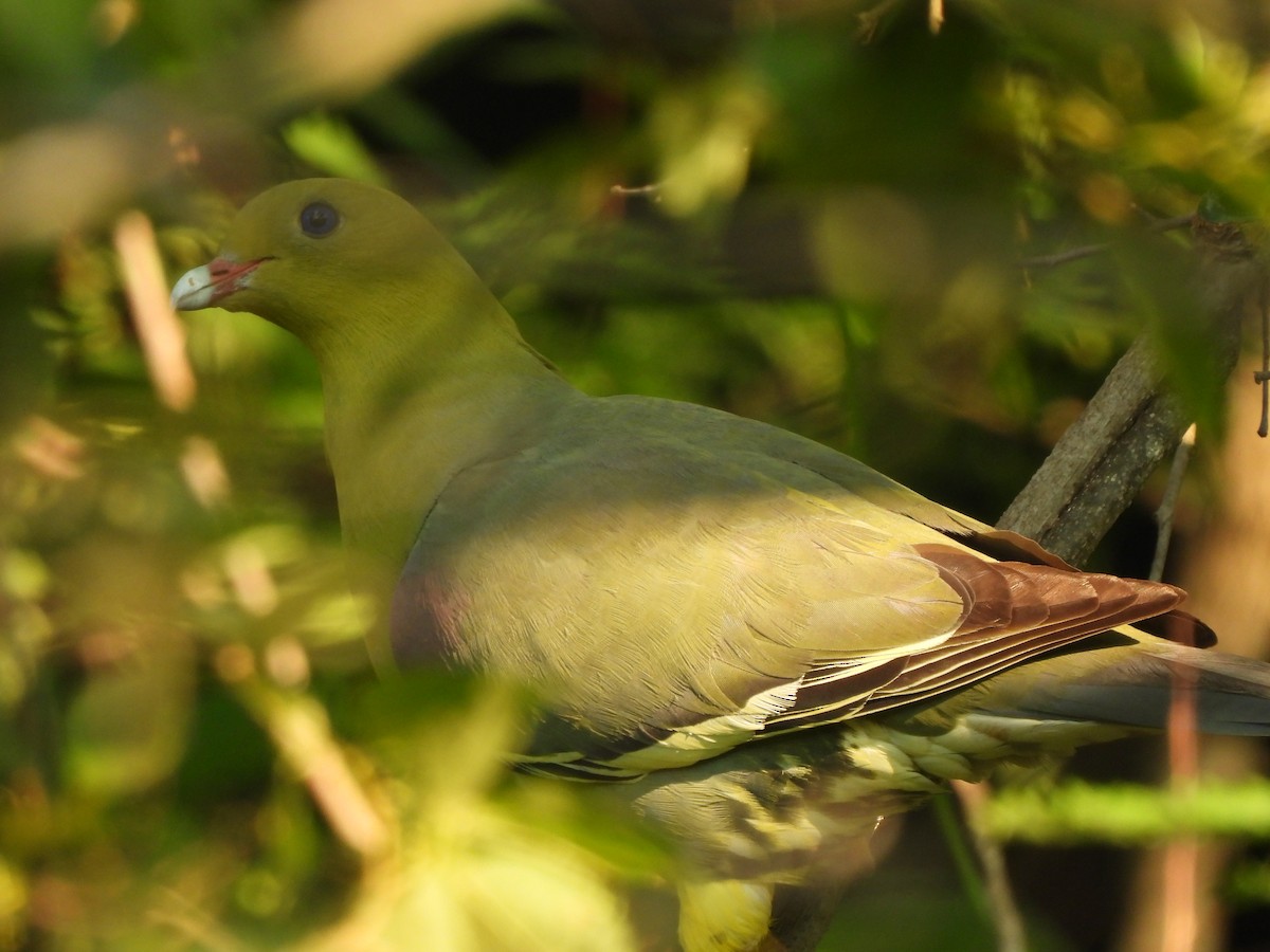 Madagascar Green-Pigeon - ML623948891