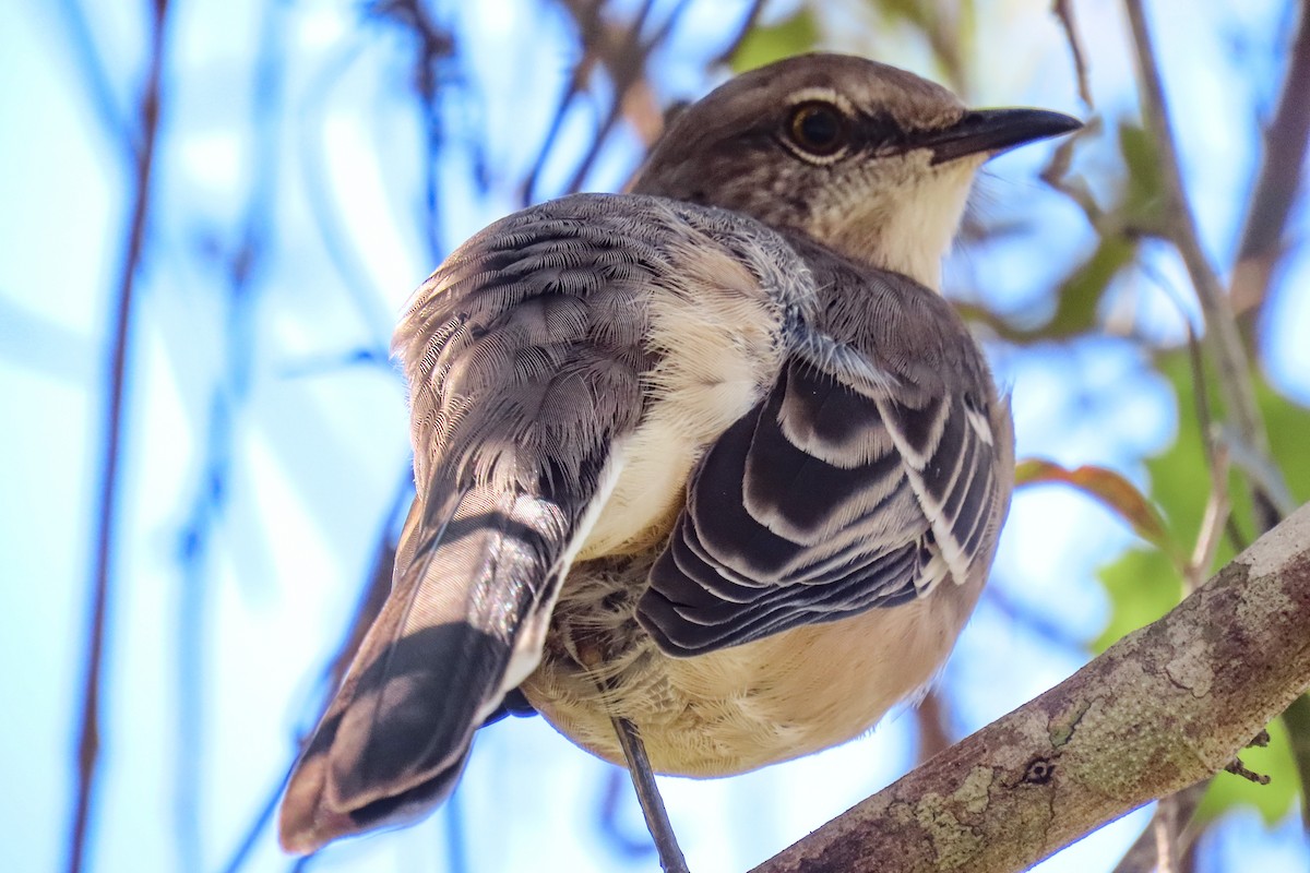 Northern Mockingbird - ML623948892