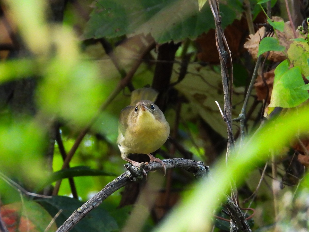 Common Yellowthroat - ML623948904