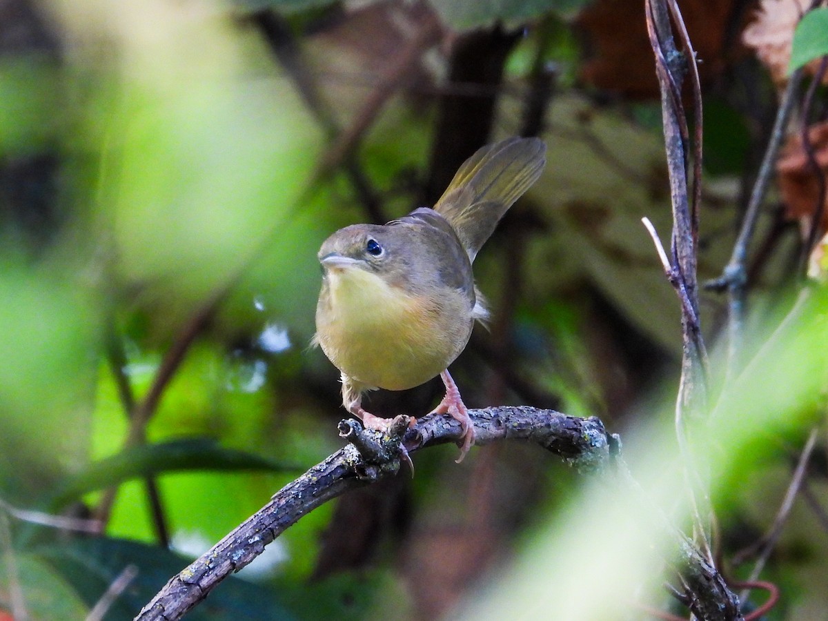 Common Yellowthroat - ML623948905