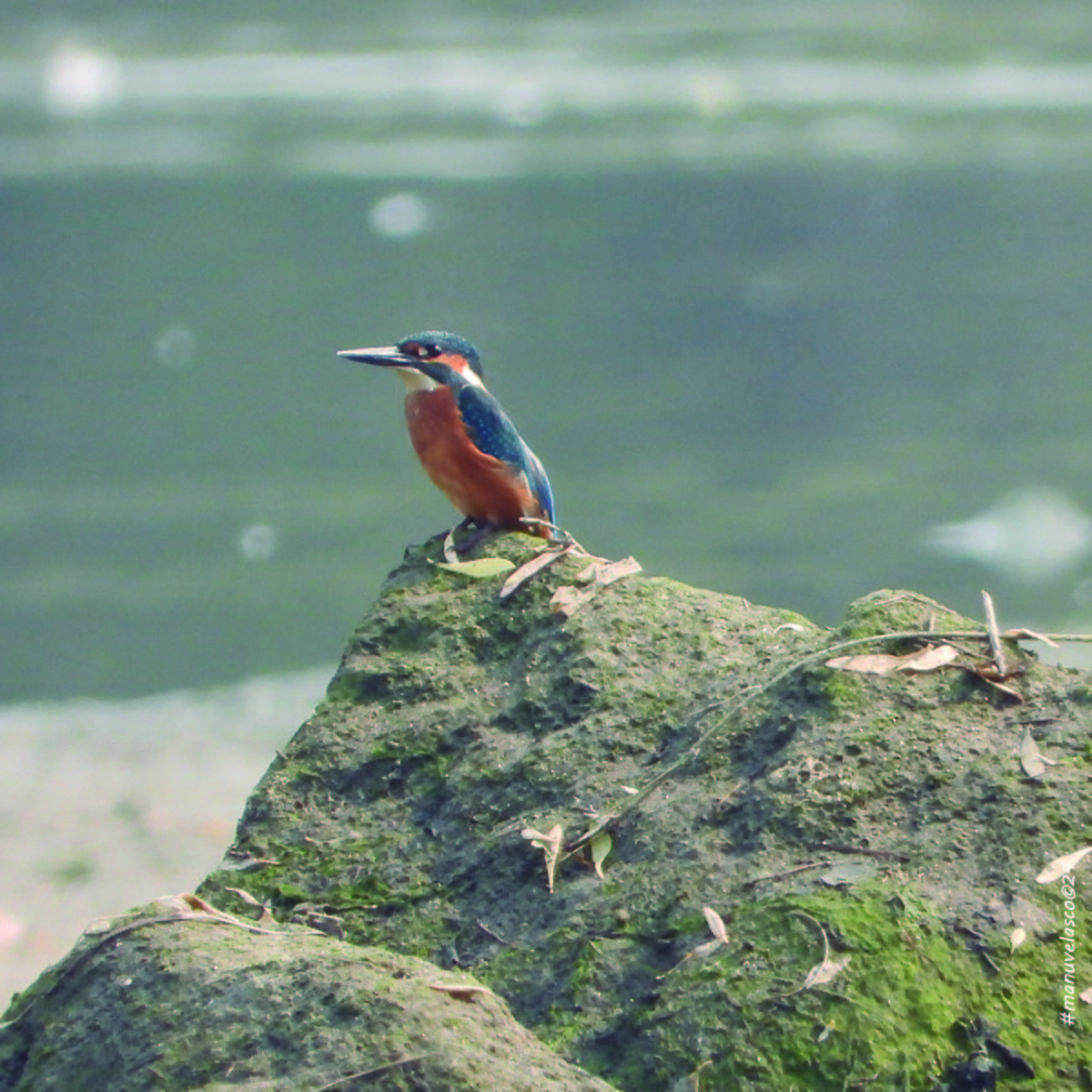 Common Kingfisher - ML623948912