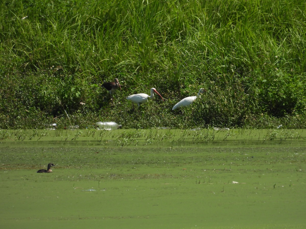 Pied-billed Grebe - ML623948922