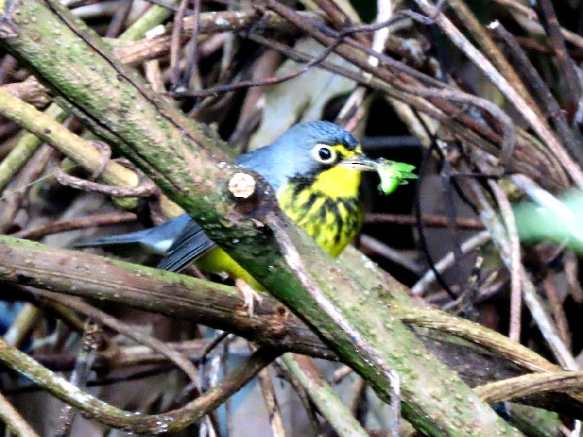 Canada Warbler - Cynthia Tercero