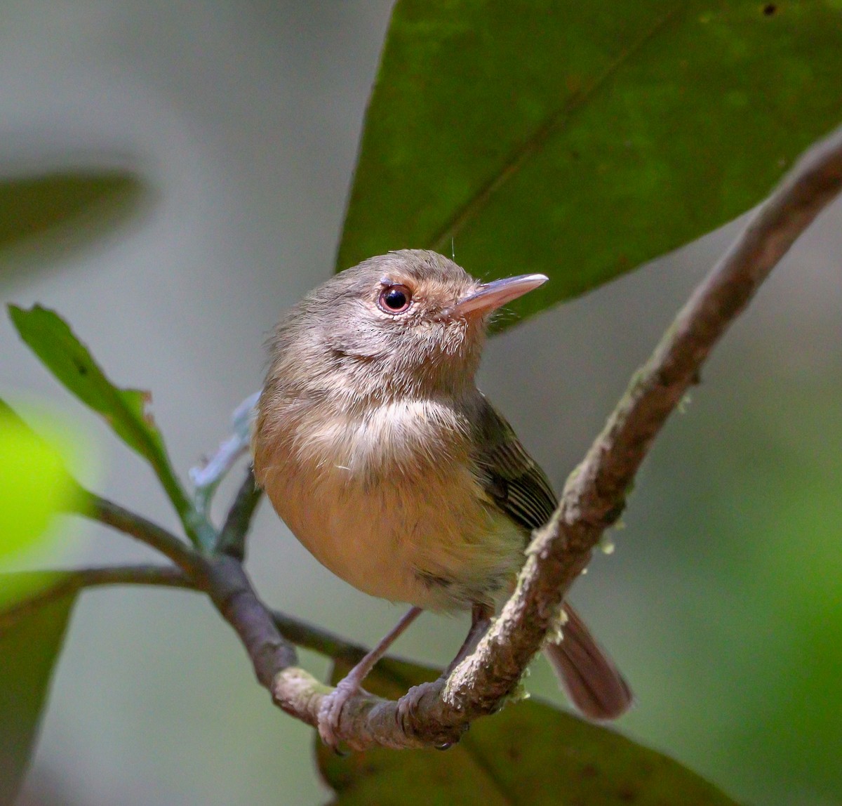 Buff-breasted Tody-Tyrant - ML623948956