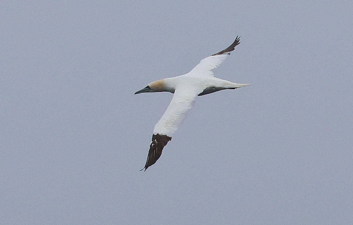 Northern Gannet - ML623948957