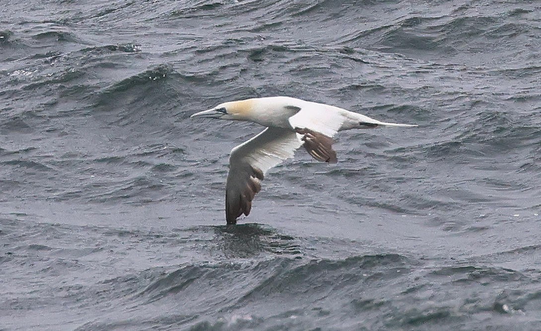 Northern Gannet - ML623948959