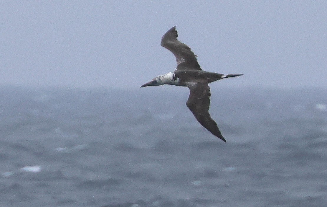 Northern Gannet - Mark Dennis