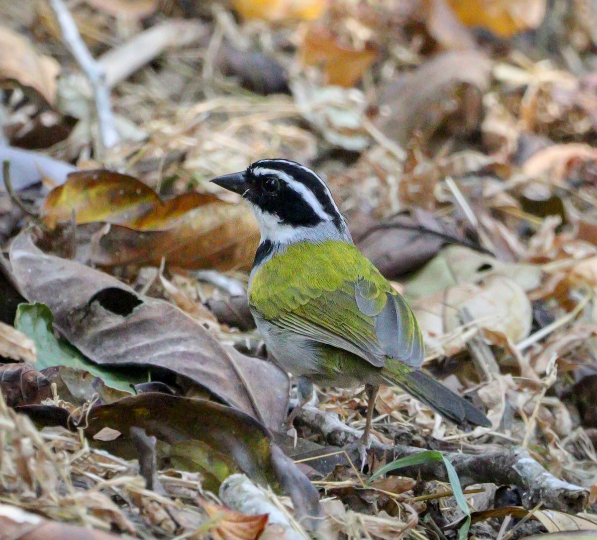 Pectoral Sparrow - ML623948965