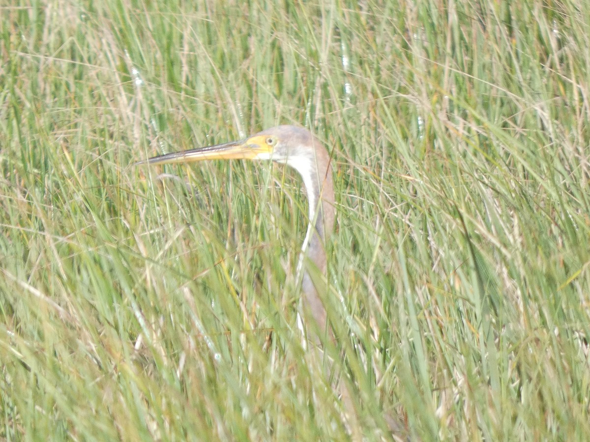 Tricolored Heron - ML623948967