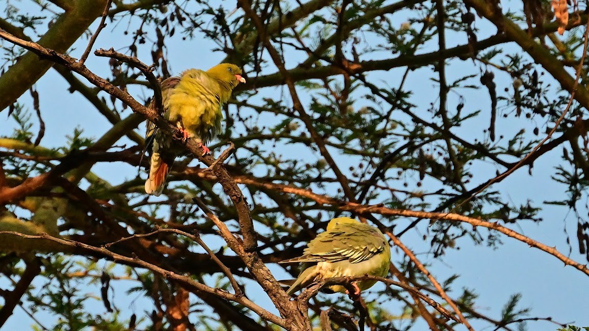 African Green-Pigeon - ML623948993