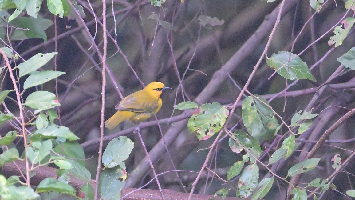 Spectacled Weaver - ML623949018