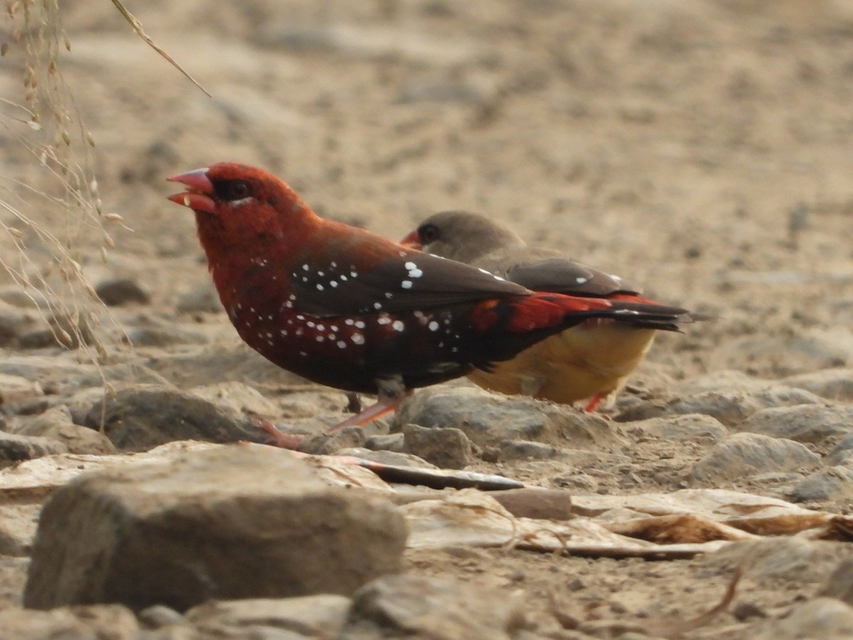 Red Avadavat - ML623949031