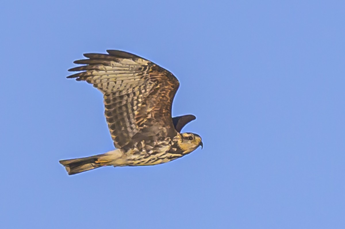 Snail Kite - Amed Hernández