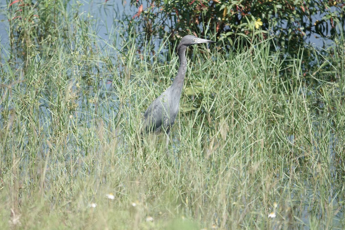 Little Blue Heron - ML623949045