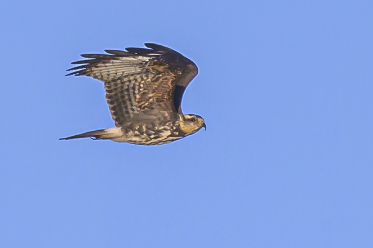 Snail Kite - ML623949046