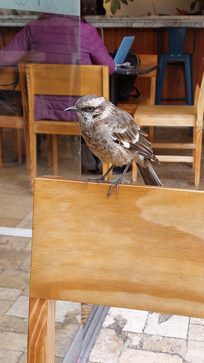 Long-tailed Mockingbird - ML623949079