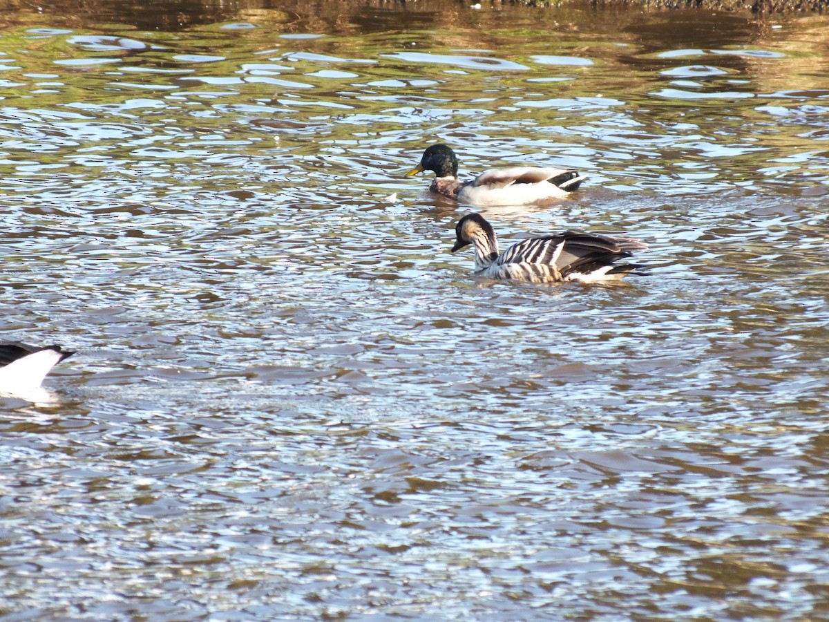 Hawaiian Goose - ML623949081