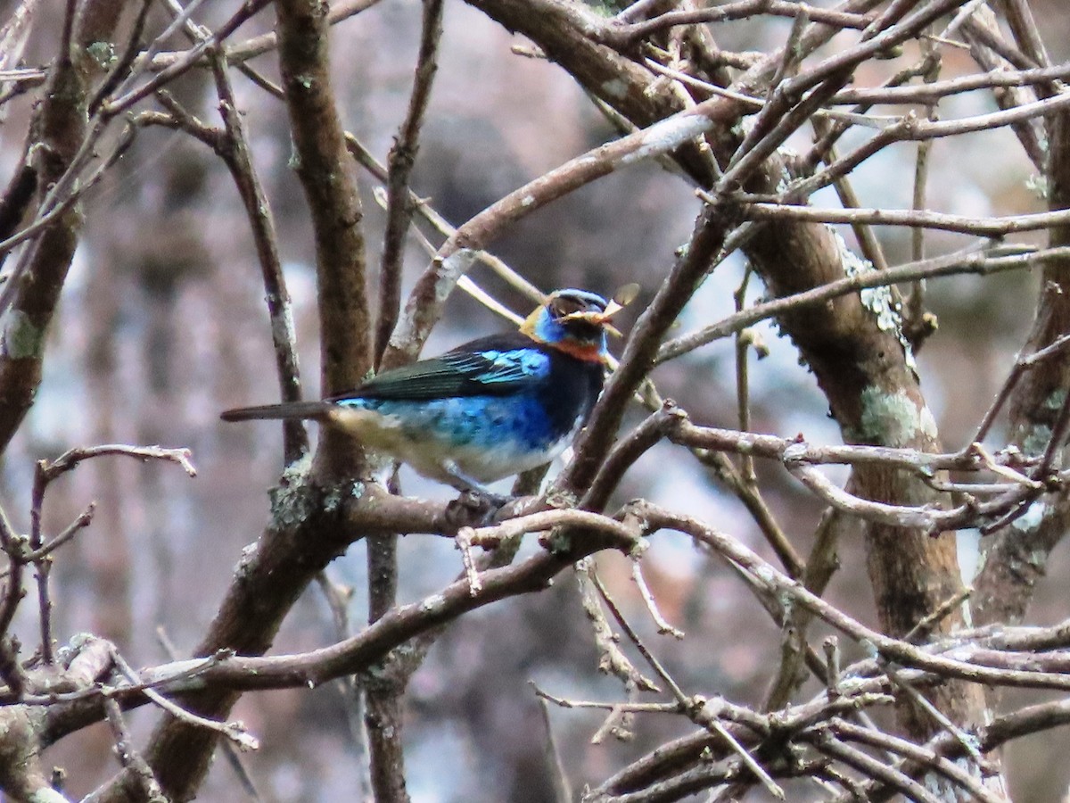 Golden-hooded Tanager - ML623949082